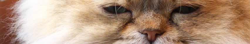 面白くて役に立つ便利なアイデア商品が欲しい！-WeBest